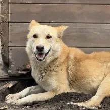 Finn D ca. 47 cm   der Pechvogel