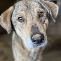 Cooper W ca. 58 cm   ein Rohdiamant