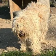 Alex V ca. 70 cm   der Imposante