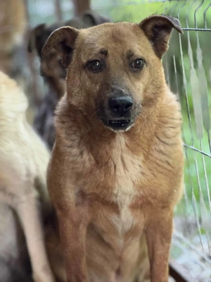 Pepe S ca. 45 cm   musste im Shelter alt werden