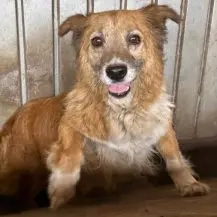 Buddy S ca. 35 cm   ist des Wartens müde