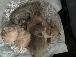 Deckkater BKH Blue BGR B Bild 5