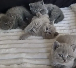 Deckkater BKH Blue BGR B Bild 6