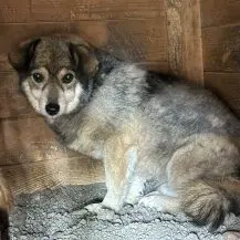 Joey S ca. 35 cm   der Vorsichtige