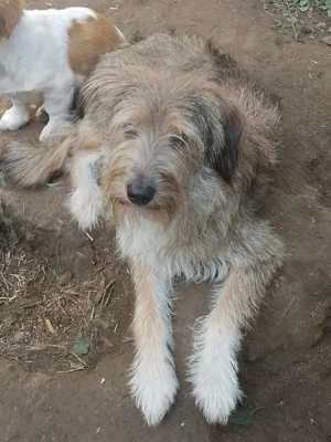 NALA - sucht ihr Für-immer-Zuhause (wartet in Rumänien)