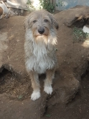 NALA - sucht ihr Für-immer-Zuhause (wartet in Rumänien) Bild 5