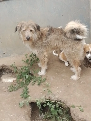 NALA - sucht ihr Für-immer-Zuhause (wartet in Rumänien) Bild 6