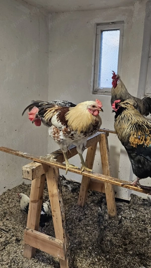 Junghähne vom Frühjahr 2025