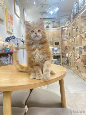 Männliche und weibliche Maine-Coon-Kätzchen