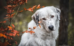 Leopold steckt voller Leben