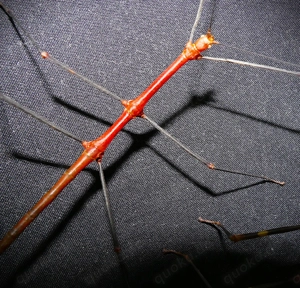 Eier ROTE Stabschrecke (Lonchodiodes sp. ,Ilocos')