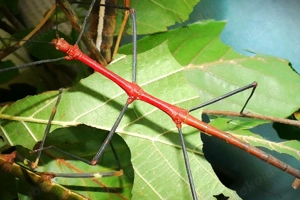 Eier ROTE Stabschrecke (Lonchodiodes sp. ,Ilocos')