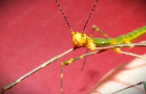 Eier Türkise Stabschrecke (Myronides Glaucus Peleng)