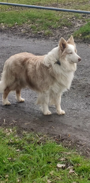 Deckrüde Border Collie