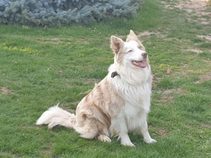 Border Collie Deckrüde Blue Red lila Merle