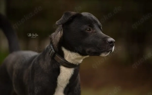 Wer gibt Freddi eine Chance?