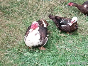   1.2 Warzenenten zu verkaufen  