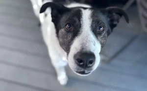 Cersei sucht Familienanschluss