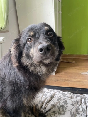 Ehrenamtliche Hilfe   z.B.Sachspende, Pflegestelle Hund und Katze Bild 3