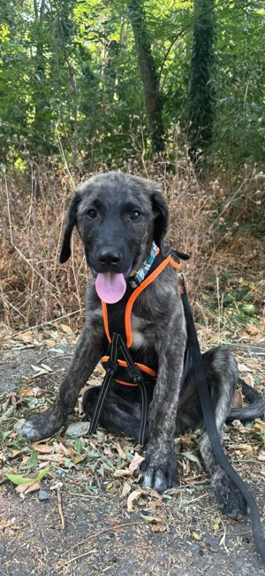 Ehrenamtliche Hilfe   z.B.Sachspende, Pflegestelle Hund und Katze Bild 2