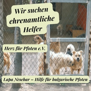 Ehrenamtliche Hilfe   z.B.Sachspende, Pflegestelle Hund und Katze