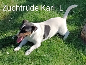 Deckrüde Karl steht gesunden Hündinnen zur Verfügung.