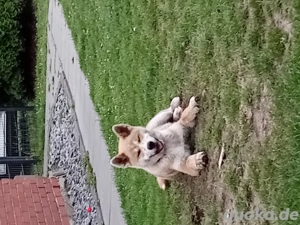 Rüde akita inu 