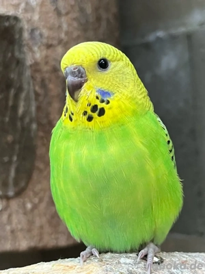 Babywellensittiche aus liebevoller Hobbyzucht 