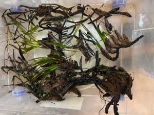 Seegras sehr kräftige Stücke