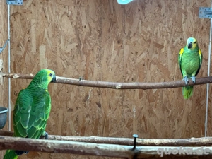 Gelbflügel Blaustirnamazone abzugeben.