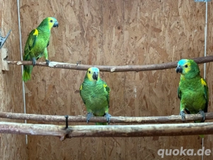 Junge Blaustirnamzonen abzugeben.