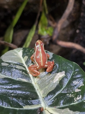 Epipedobates anthonyi Männchen abzugeben