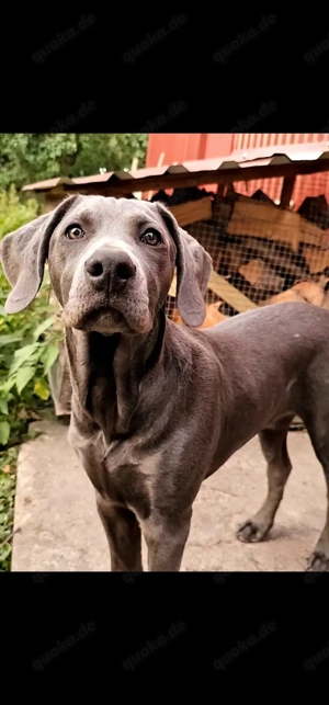 Sehr hübsche Weimaraner Mix Welpin Abgabebereit