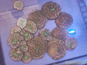 Fungia Multicolor Meerwasser Bild 2