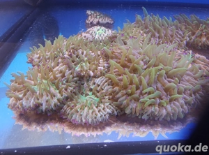 Fungia Multicolor Meerwasser Bild 3