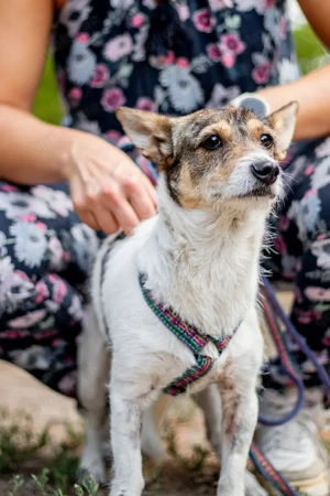 Kayla, entspannte Begleiterin, ca. 2 Jahre, ca. 35 cm, ca. 11 kg *Tierschutz* *in 82346 Andechs*
