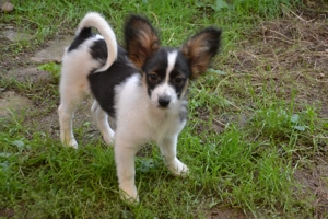 Papillon Welpen