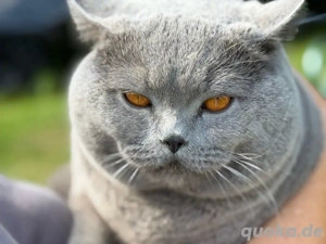 BKH Deckkater mit Stammbaum