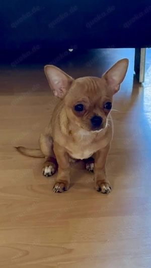 Mini Chihuahua Welpen 
