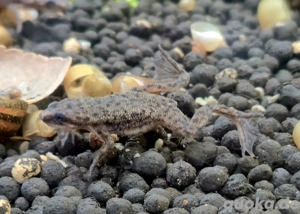 Zwergkrallenfrosch Hymenochirus boettgeri Bild 5