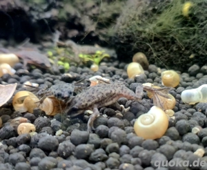 Zwergkrallenfrosch Hymenochirus boettgeri Bild 6