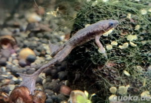 Zwergkrallenfrosch Hymenochirus boettgeri