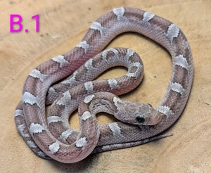 Kornnatter 1.1 Ghost  Pied Sided  und Granite 