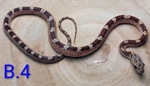 Kornnatter  1.0  Bloodred 