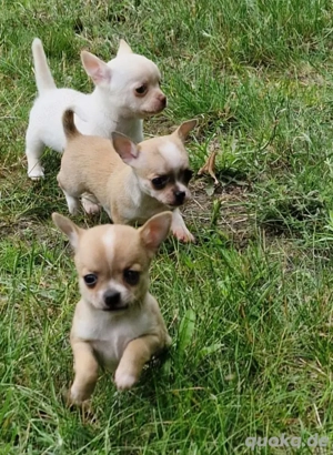 Chihuahua-Welpen
