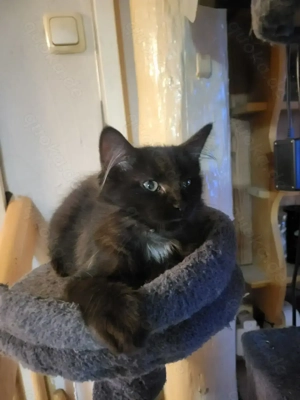 neue Dosenöffner gesucht,süße Maine Coone