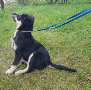 Noch 2 wunderschöne agile Hündinnenwelpen (Lapinporokoira)