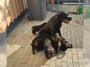 12 Wochen Alte Rottweiler Hündinnen whatsApp 015215784334