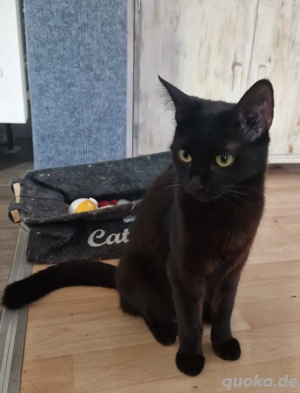 Ich bin Ruby und suche ein neues liebevolles Zuhause