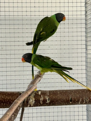 1,1 Schwarzkopfedelsittiche